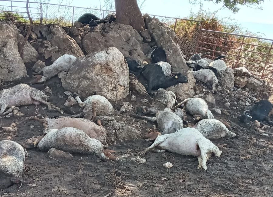 Ağıla yıldırım düştü, 38 küçükbaş hayvan telef oldu