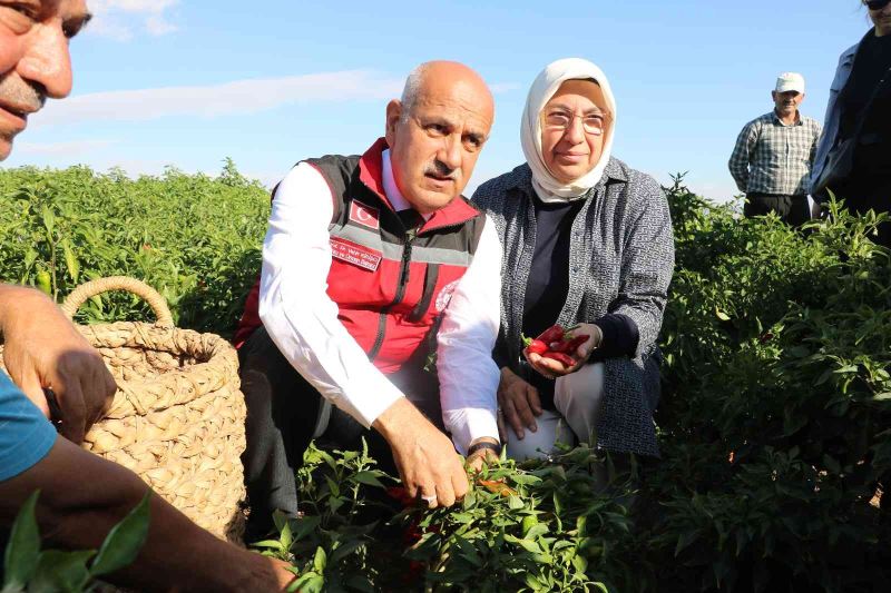 Bakan Kirişci, Maraş biberi hasadına katıldı
