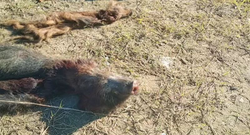 İstanbul’da 6 domuz avlandı, etleri alınıp sakatatları bırakıldı
