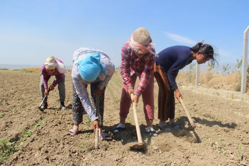 Aydın’da çiftçi yaşı yükselmeye devam ediyor
