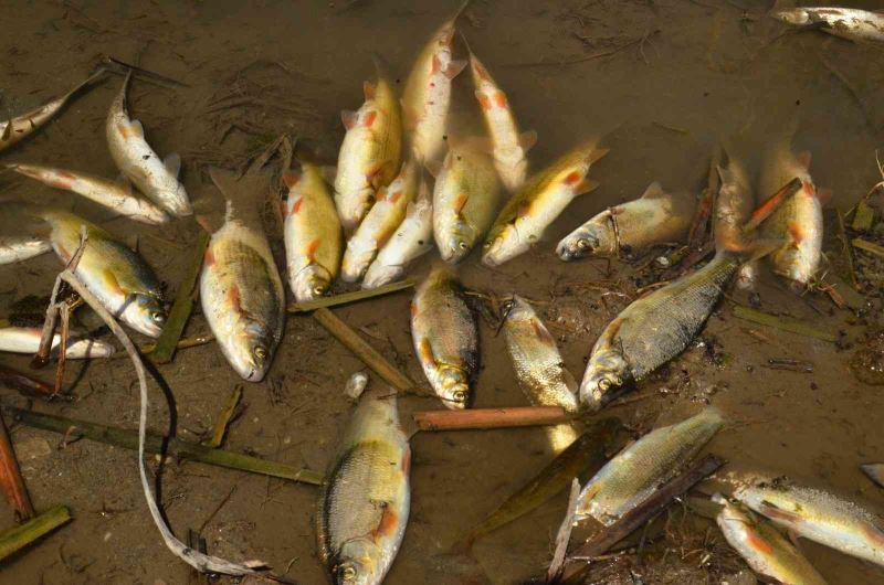 Büyük Menderes Nehri’ndeki balık ölümleri korkutuyor
