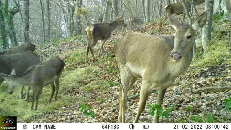 İki kızıl geyiği idari yargı kurtardı

