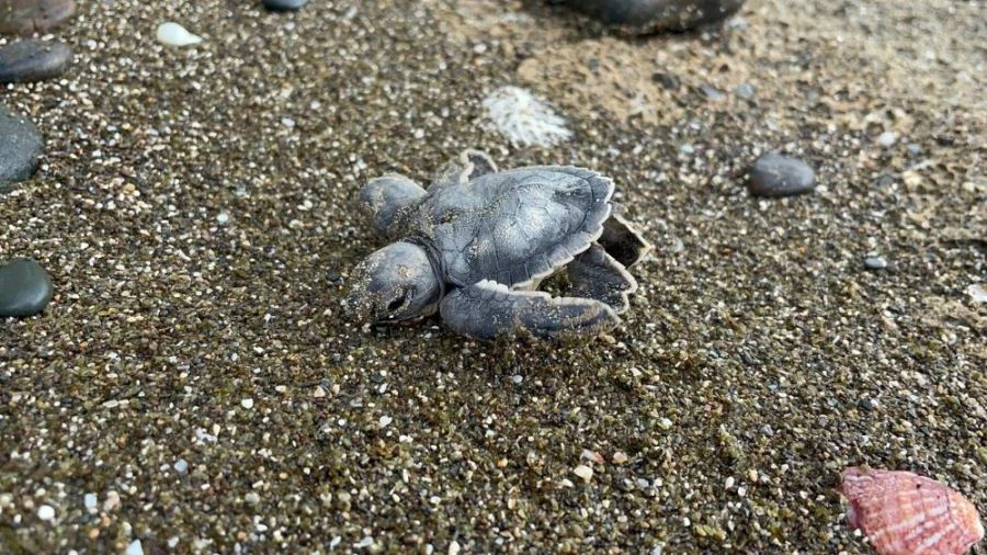 Çift başlı yeşil deniz kaplumbağası şaşırttı