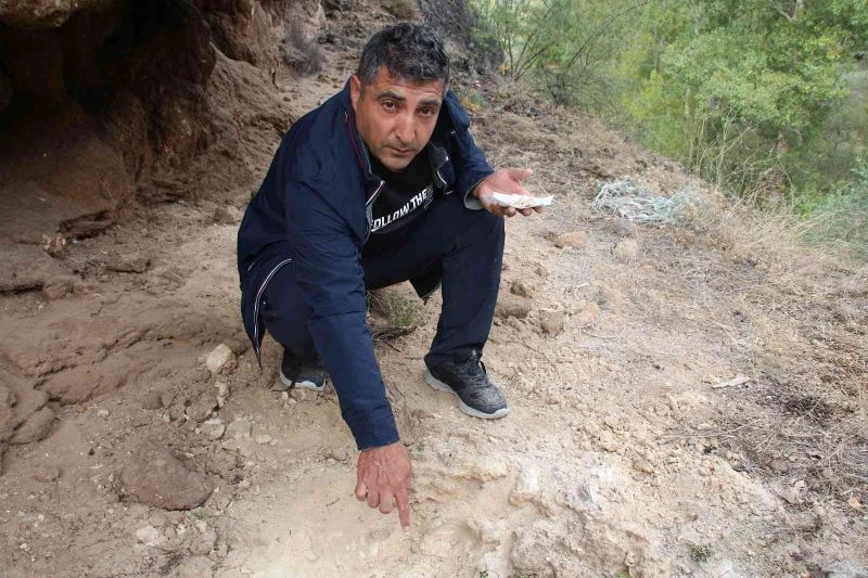 Alan incelemesinde tesadüfen bulundu, milyonlarca yıllık olduğu tahmin ediliyor
