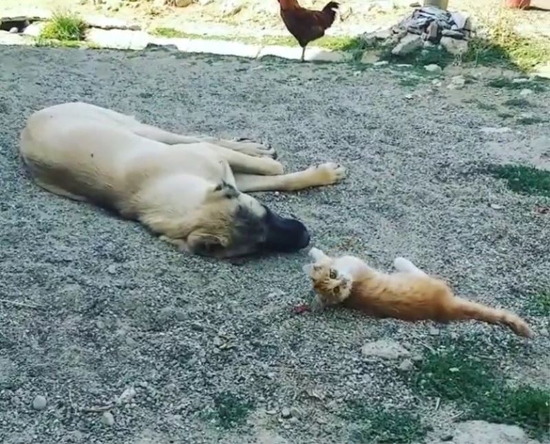 Boncuk ile Karabaş’ın iç ısıtan dostluğu!
