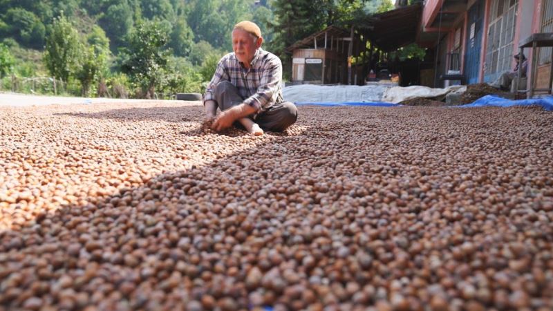 Ordu değil Tokat’ta yetişiyor, görenleri şaşırtıyor
