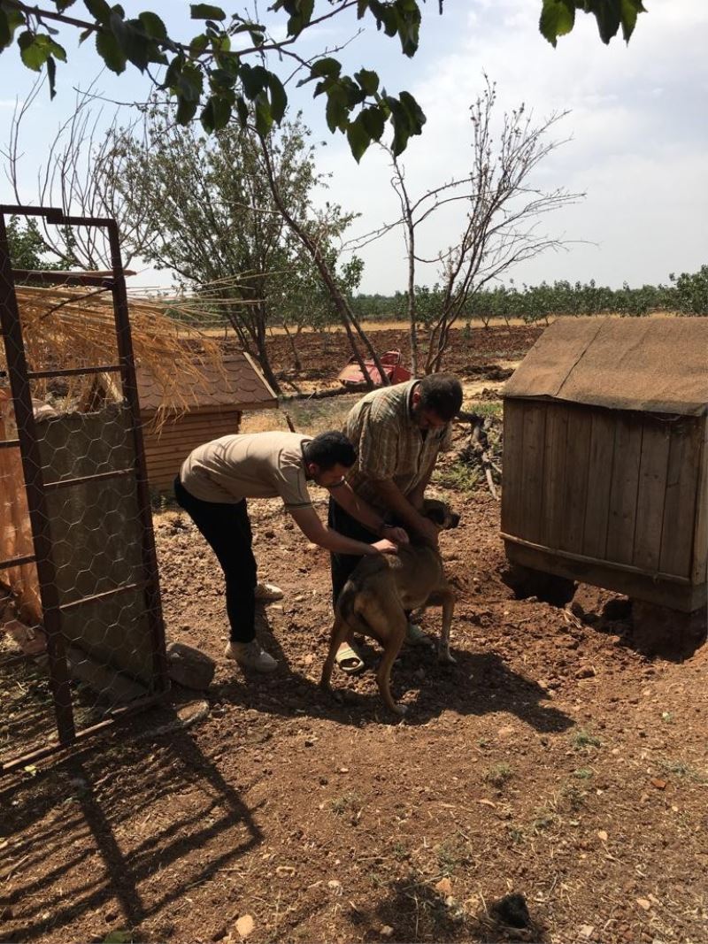 Kilis’te evcil hayvanlar a mikroçip takılıyor
