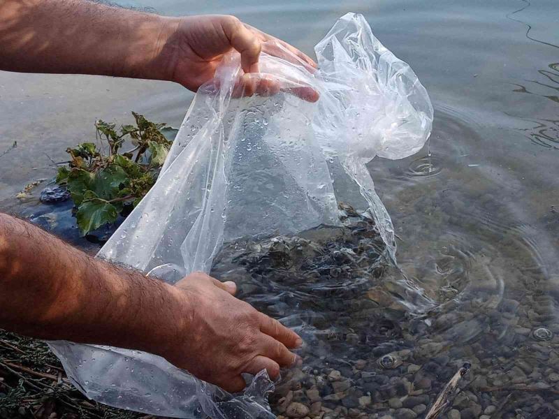 Mut Göksu Nehrine 8 bin balık bırakıldı
