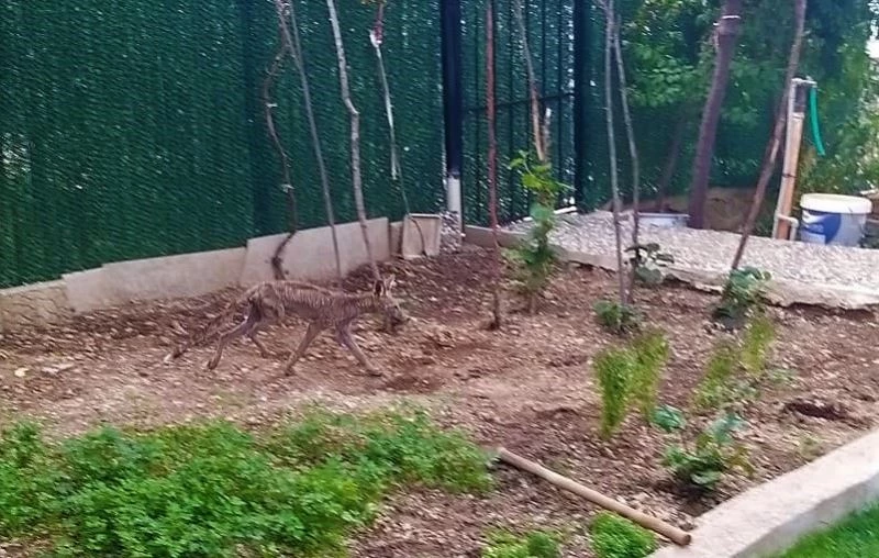 Aç kalan tilki güpegündüz mahalleyi dolaştı
