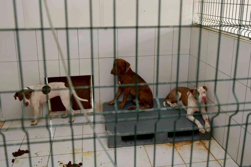 Kedi Evi’ne giren 3 pitbull cinsi köpek 12 kediyi telef etti
