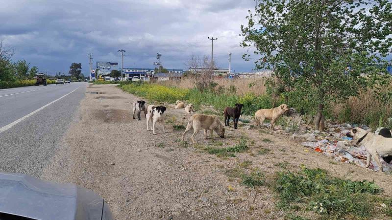 Aydınlı çobanlar sokak köpeği sorunlarının çözülmesini bekliyor
