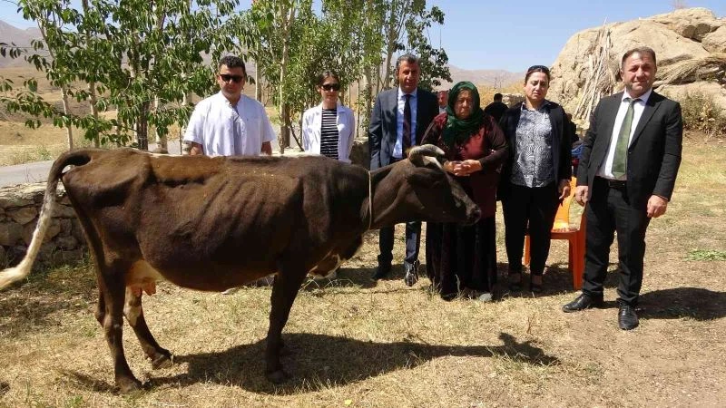 Hüngür hüngür ağlayan kadına bir inek de valilikten
