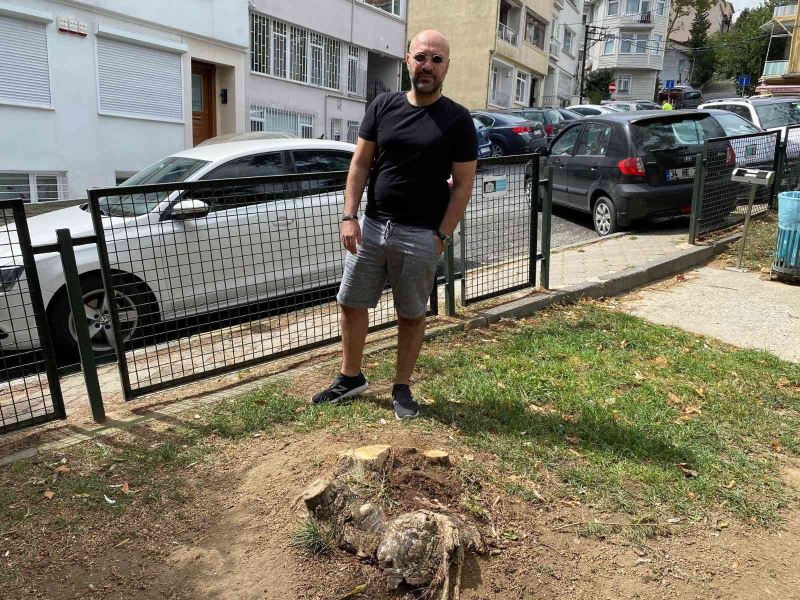 Beşiktaş Belediyesi Ayazma Parkı’ndaki 3 ağacı kesti
