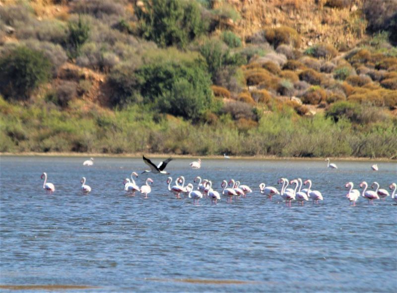 Flamingolar, Avşarlı’yı kabullendi
