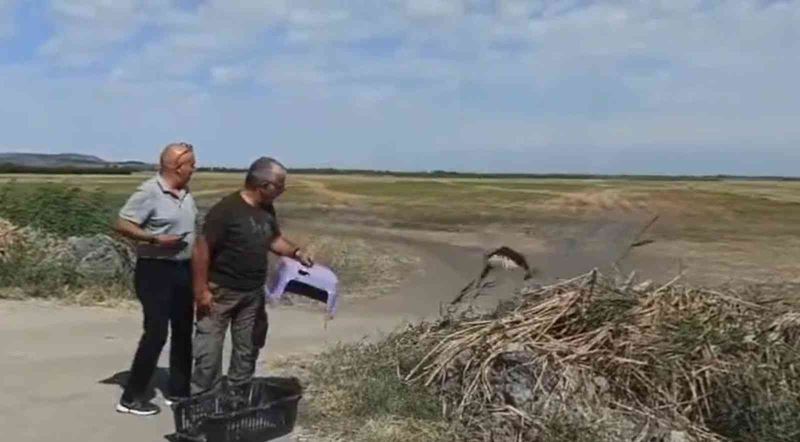 Tedavisi tamamlanan kızıl şahin doğal ortamına bırakıldı
