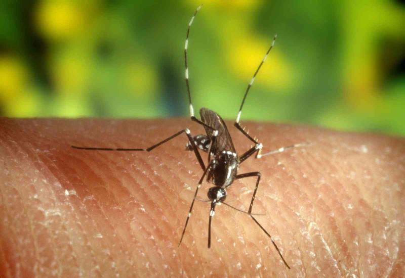 Yunanistan’da Batı Nil virüsü vakaları artıyor
