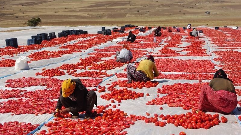 Bitlis’ten Amerika ve Avrupa’ya kurutulmuş domates
