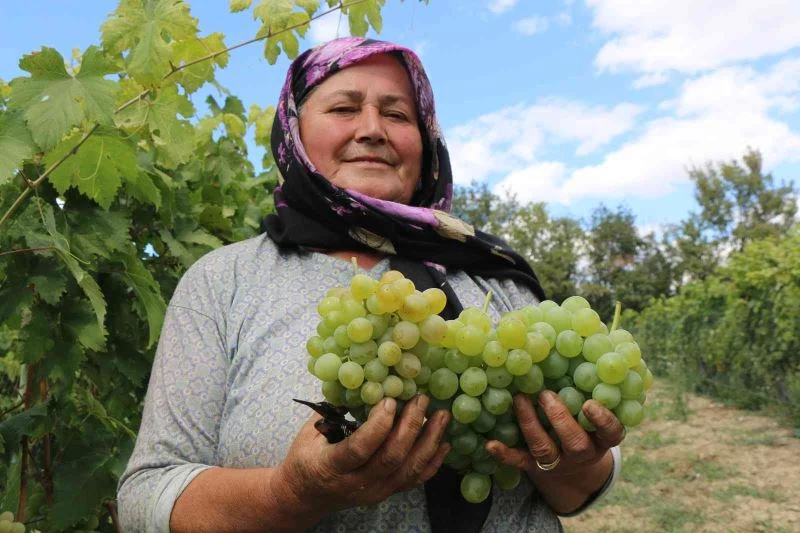 Coğrafi işaretle tescillenmesi beklenen Çavuş Üzümünün hasadı başladı
