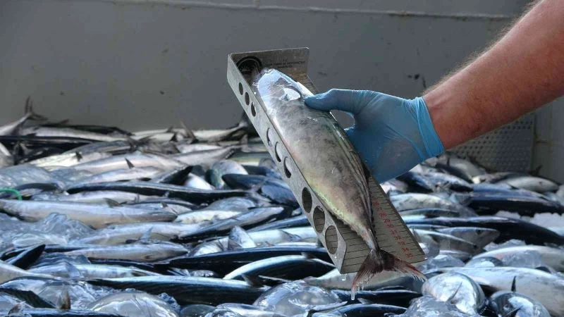 Sezon açıldı, balıkçılara yönelik denetimler sıkılaştı
