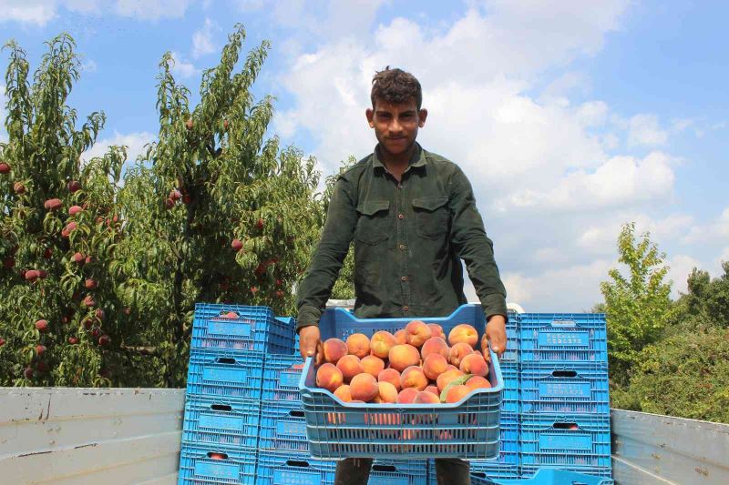  Bilecik bu yıl 36 bin ton şeftali ihraç etti
