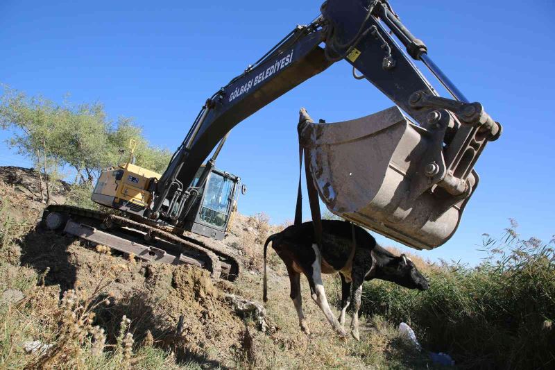 Dere yatağında mahsur kalan inek kurtarıldı
