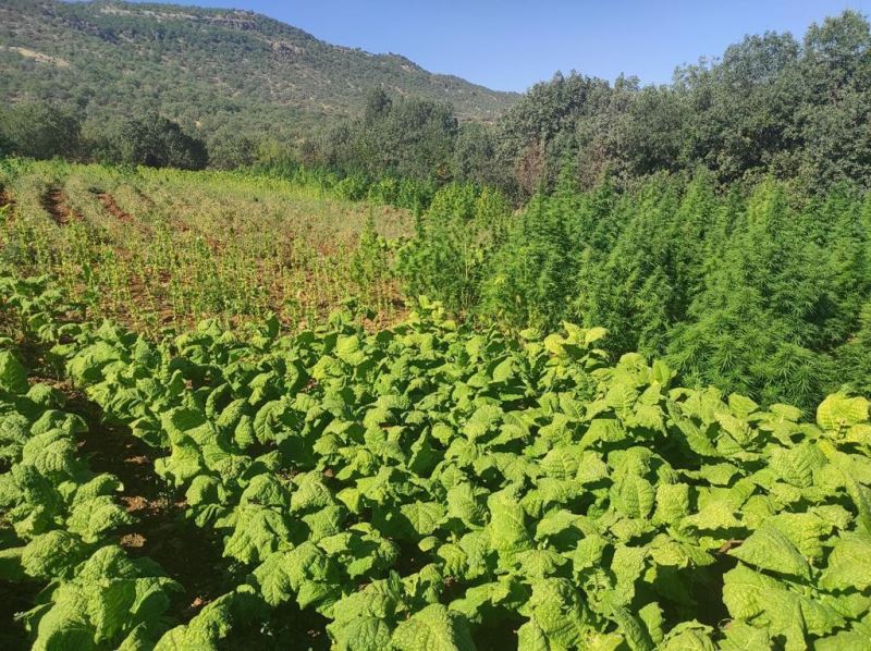 Terör örgütü PKK’nın finans kaynaklarına darbe: 1 milyon 493 bin kök kenevir ele geçirildi
