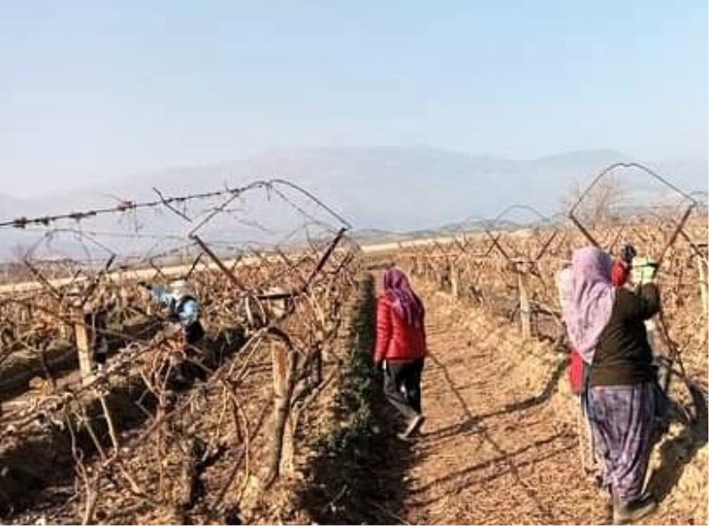 Sarıgöl’de üzüm bağlarında hummalı çalışma başladı
