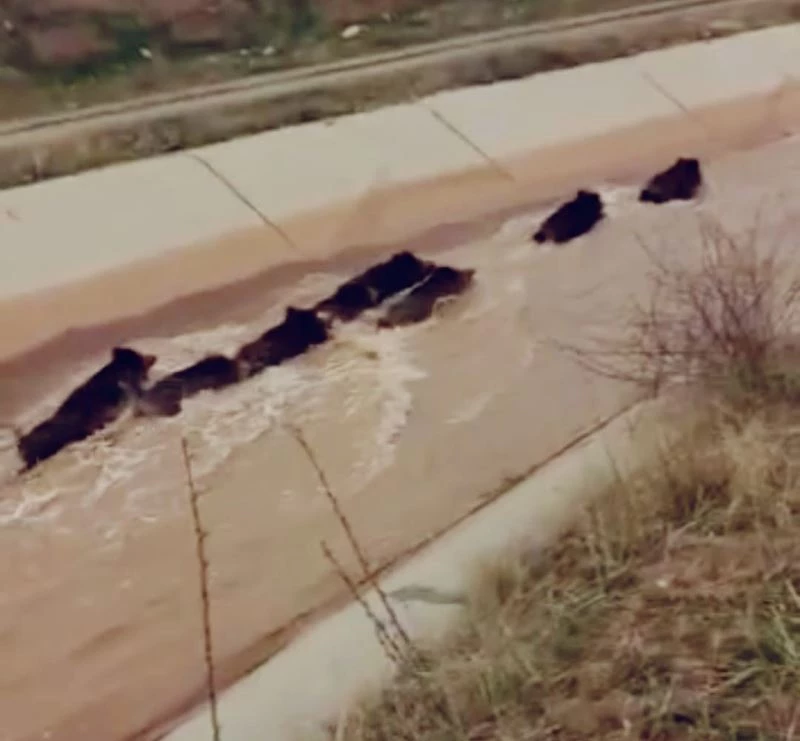 Diyarbakır’da domuzlar su kanalında görüntülendi
