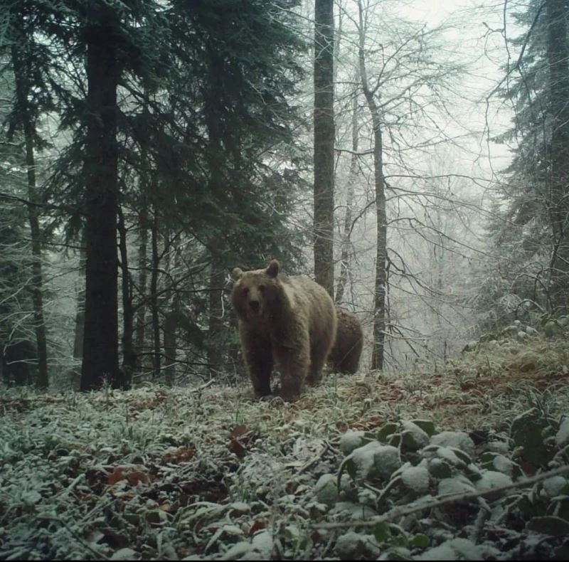 Havaların soğumasını bekleyen ayıları uyku tutmadı
