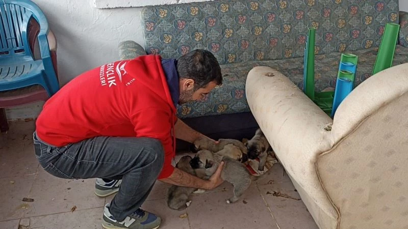 Bingöl’de bakıma ihtiyacı olan anne köpek ve yavruları barınağa götürüldü
