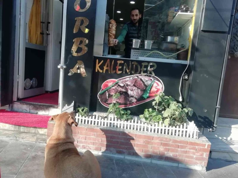 Yemek bekleyen sokak köpeğini geri çevirmediler
