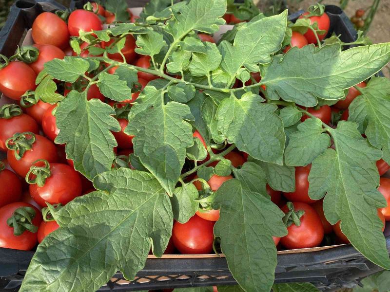 Aralık ayında domates üretimindeki düşüş fiyatlara artış olarak yansıdı

