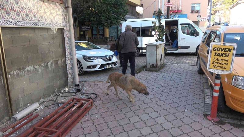 Sokak köpeği ısırdı, kuduz aşısı olmak için 100 kilometre yol gitti
