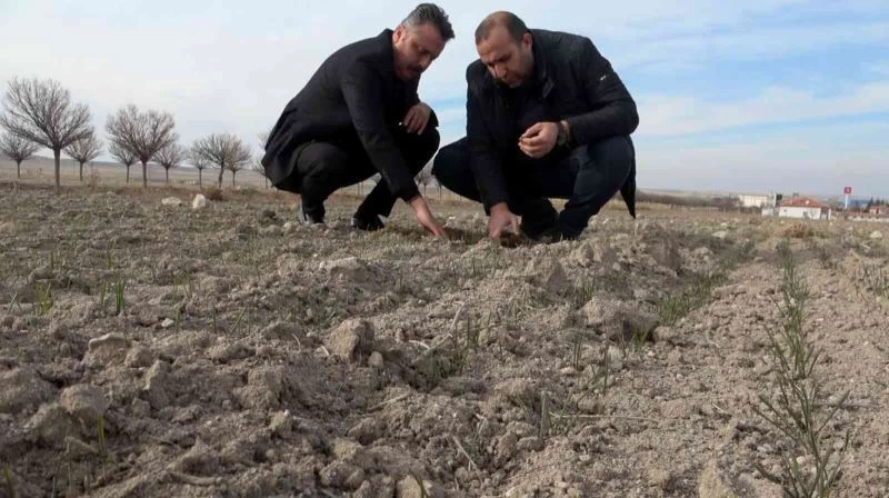 Yağışların yüzde 50 azaldığı Aksaray’da kuraklık çanları çalıyor
