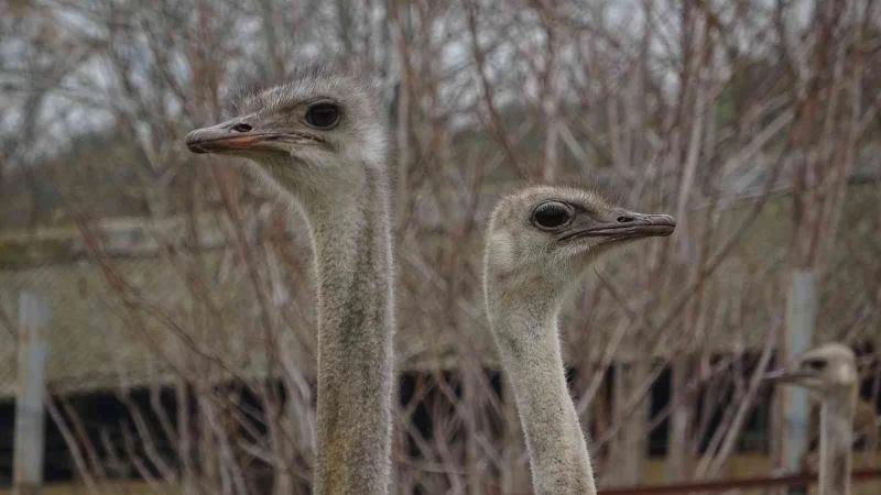 Sıcak hava onları da şaşırttı...Deve kuşları mevsimleri karıştırdı kışın yumurtlamaya başladı
