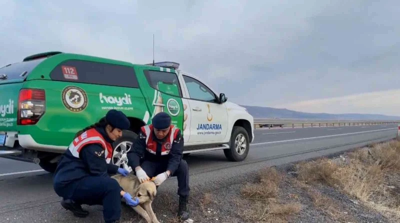 Jandarma sokak köpeklerine gece görünmeleri için elleriyle reflektif şerit dikti
