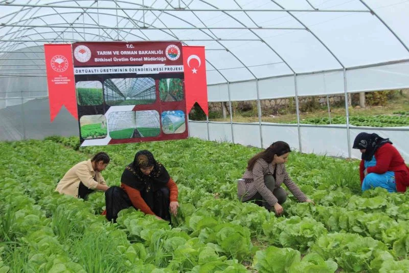 Şırnaklı 14 kadın devlet desteğiyle sera sahibi oldu
