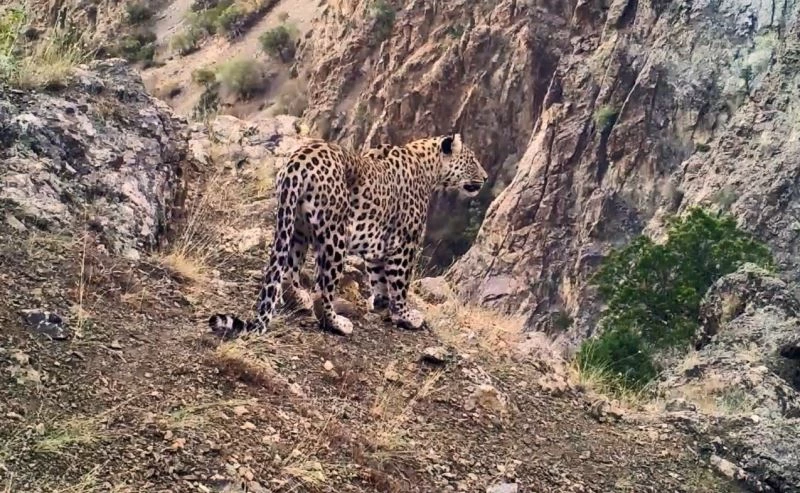 Anadolu leoparının yayılış haritası oluşturulacak
