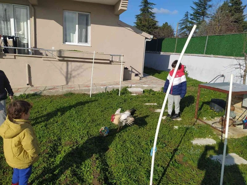 Horoz vurdu gol oldu
