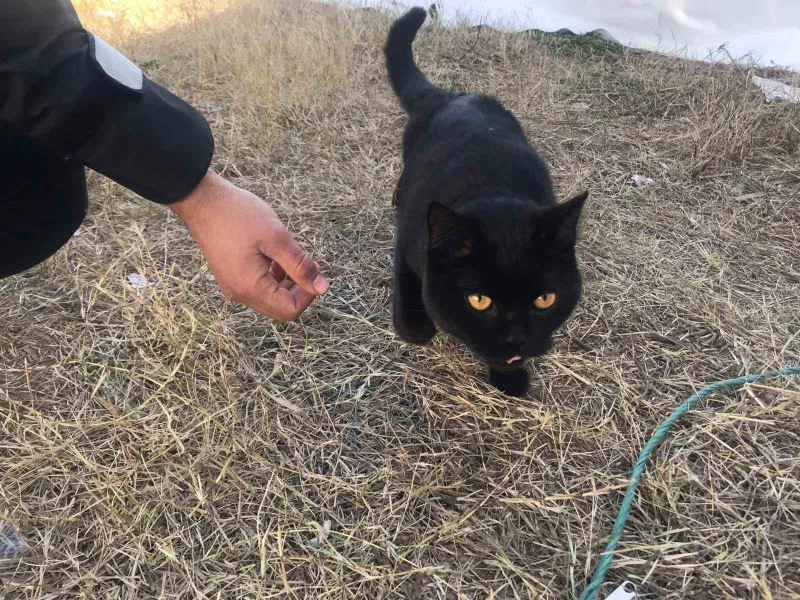 Gönüllüler, 164 saat sonra enkazdan bir kedi kurtardı
