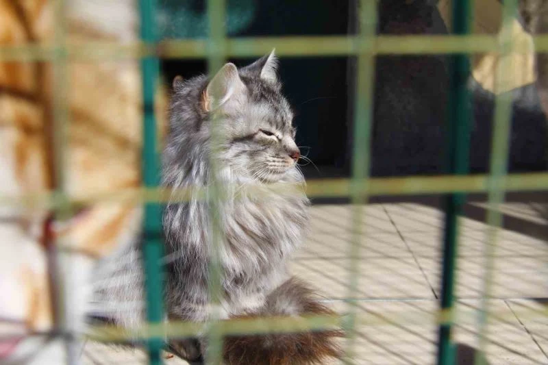 Depremde enkaz altından kurtarılan hayvanlar, barınağa yerleştirildi
