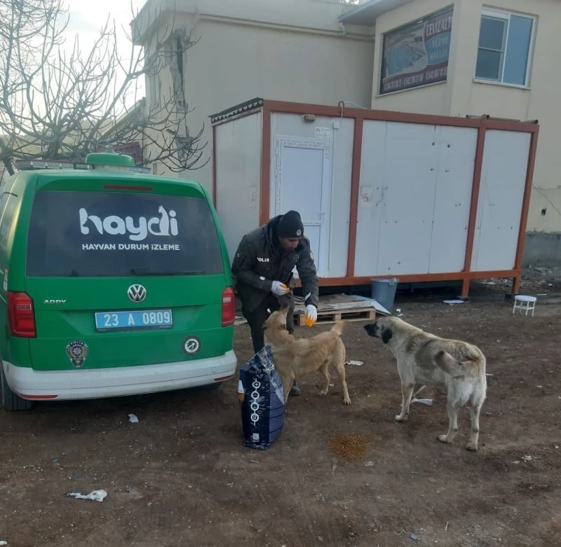 HAYDİ, deprem bölgesindeki can dostlarını yalnız bırakmadı
