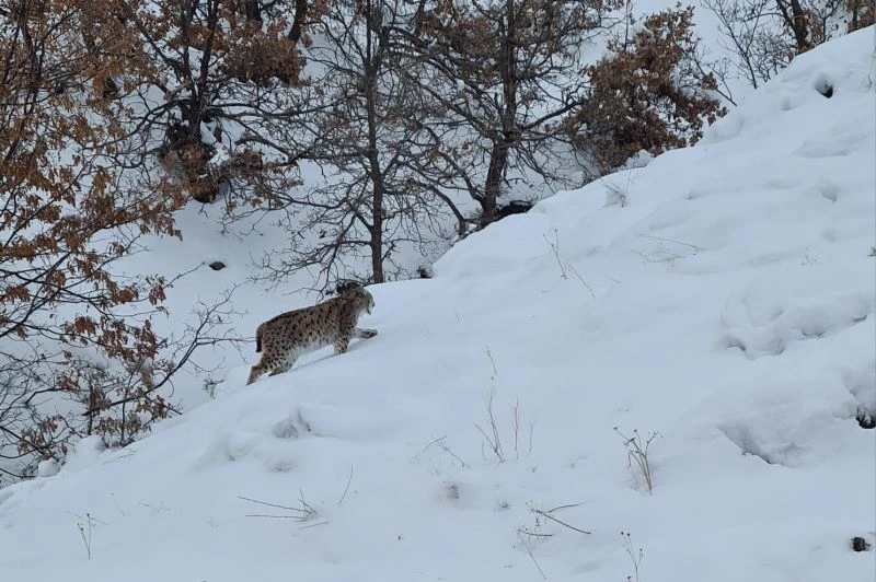 Tunceli’de kırmızı listede bulunan 2 vaşak görüntülendi
