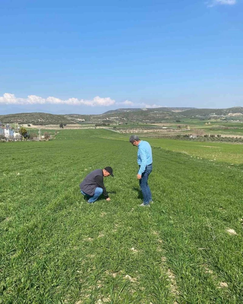 Aydın’da hububat ekili araziler denetlendi
