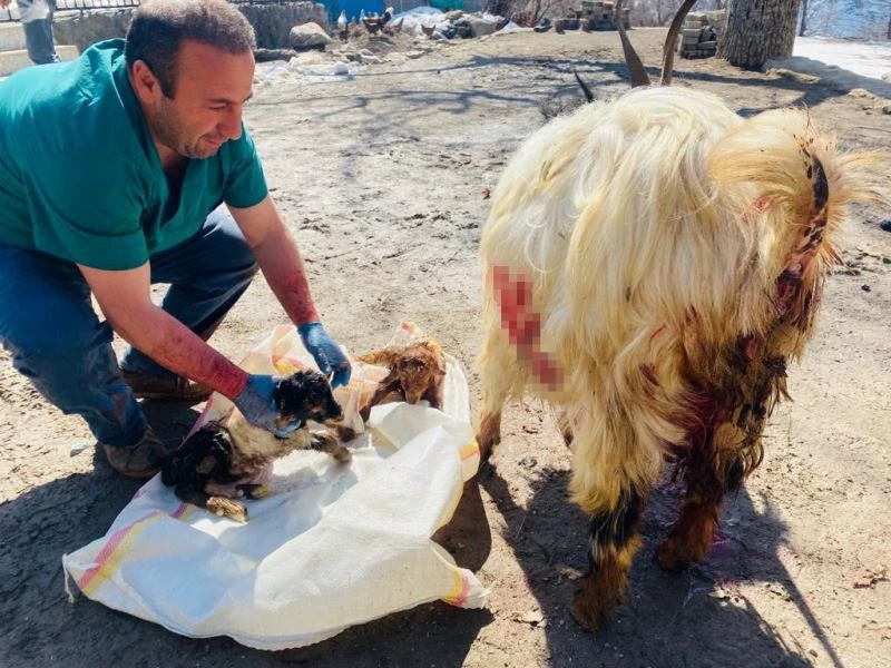 Hamile keçiyi sezaryen yaprak kesilmekten kurtardı
