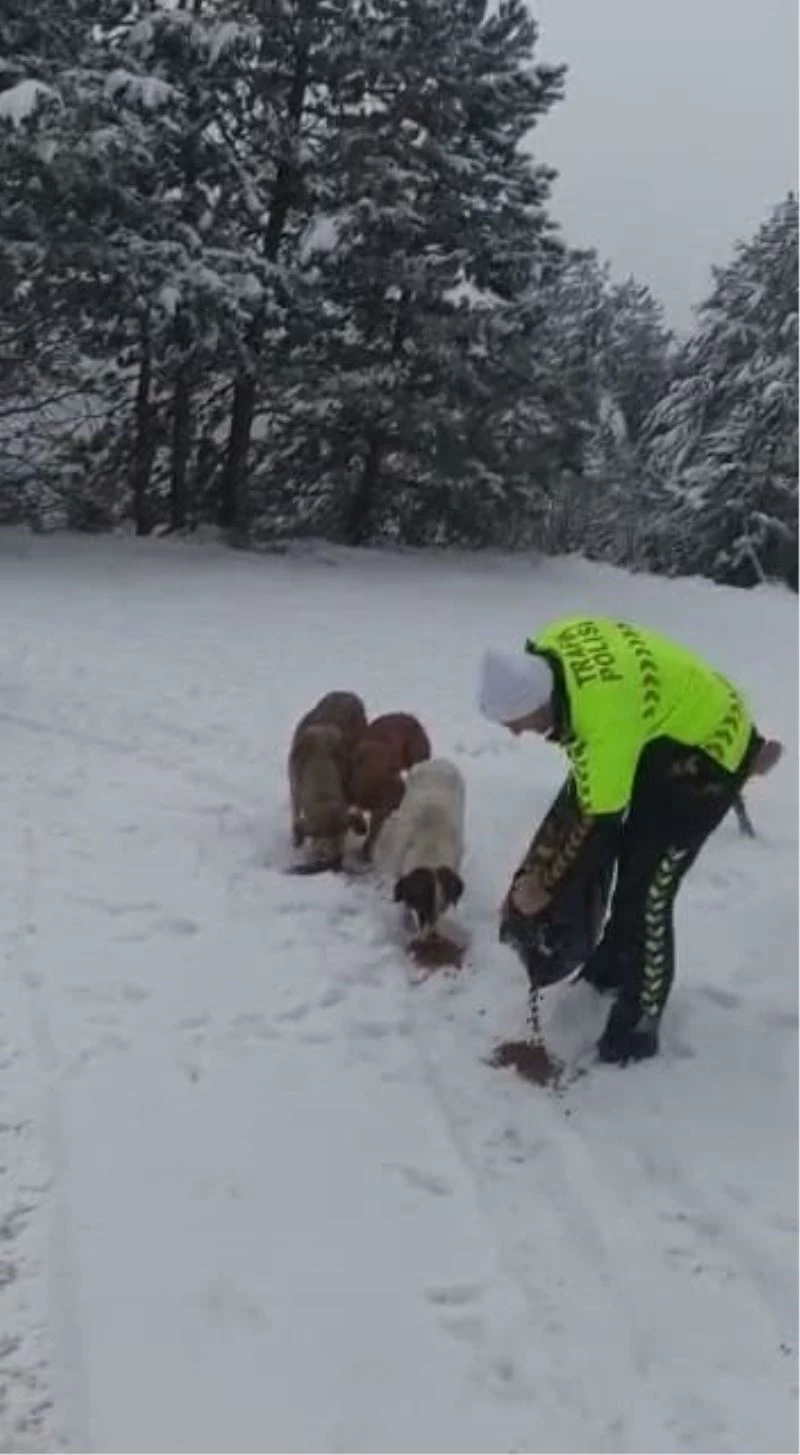 Devriye gezen trafik ekiplerinden kar altında yiyecek arayan köpeklere mama desteği
