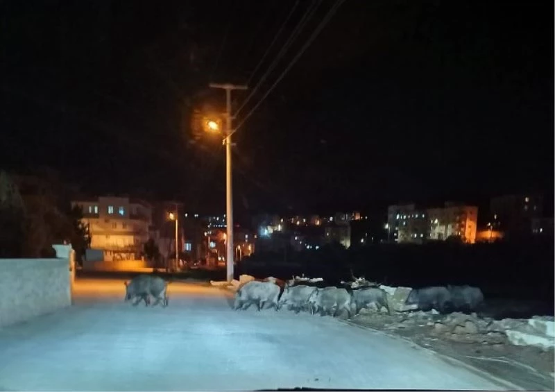 Mersin’de aç kalan domuz sürüleri şehir merkezine indi
