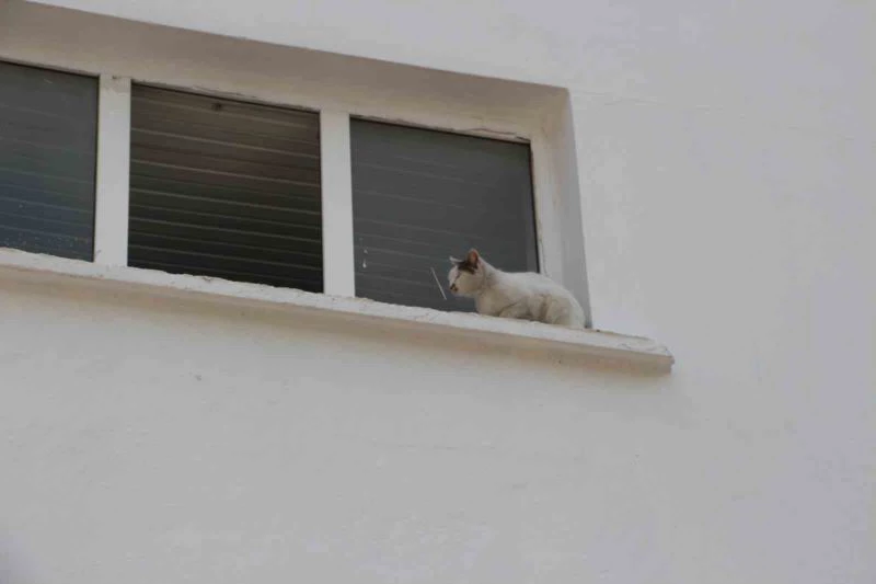 Okulun kedisi okulda mahsur kalıp pencereye çıktı, ekipler alarma geçti

