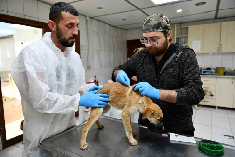 Enkazdan kurtarılan 12 köpek, Antalya’da tedaviye alındı
