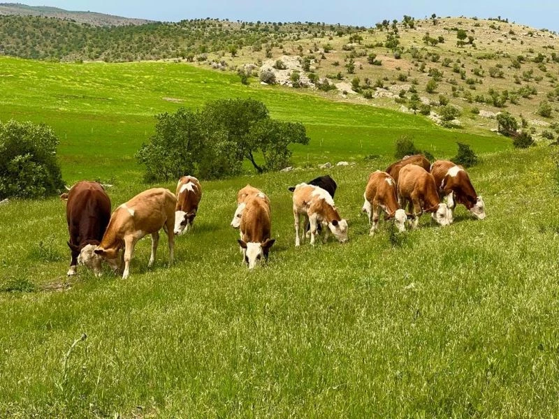 Mazıdağı ilkbaharın renklerine büründü
